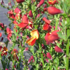 5023242997483 1 Cytisus Lena 3L.jpg